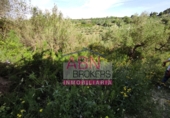 Terreny no urbanitzable en venda a Albaida ref.: TR64715 foto