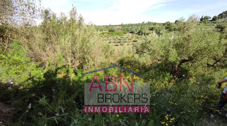 Valencia - Adzaneta de Albaida - 10873m2