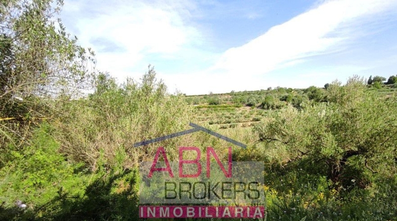 Valencia - Adzaneta de Albaida - 10873m2