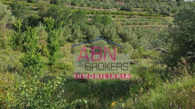 Valencia - Adzaneta de Albaida - 10873m2