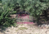 Non-developable land for sale in Albaida ref: TR109807 photo