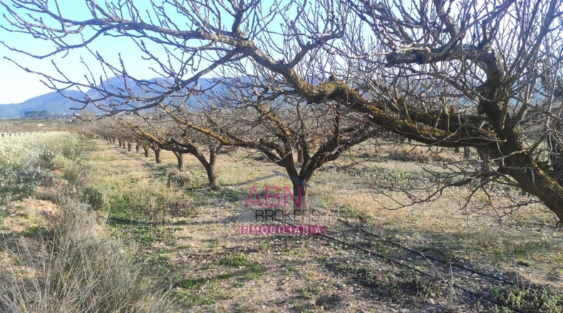 Valencia - Bèlgida - 9984m2