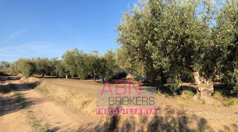 Valencia - Adzaneta de Albaida - 32710m2