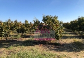 Finca rústica en venda a Albaida ref.: TR22986 foto