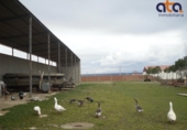 Industrial warehouse for sale in Villaumbrales ref: TR199488 photo