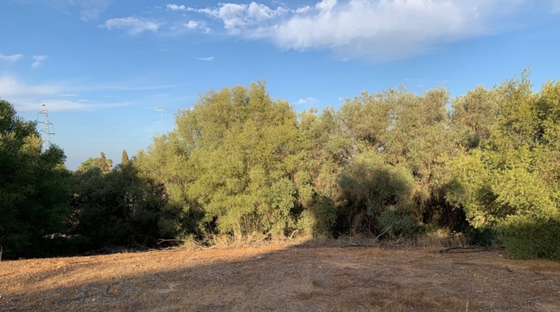 Seville - Alcalá de Guadaíra - 1192m2