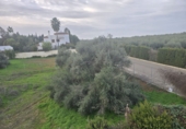 Sòl urbà en venda a Aznalcázar ref.: TR365718 foto