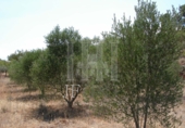 Rural estate for sale on España, Tivissa, ref: TR81213 photo