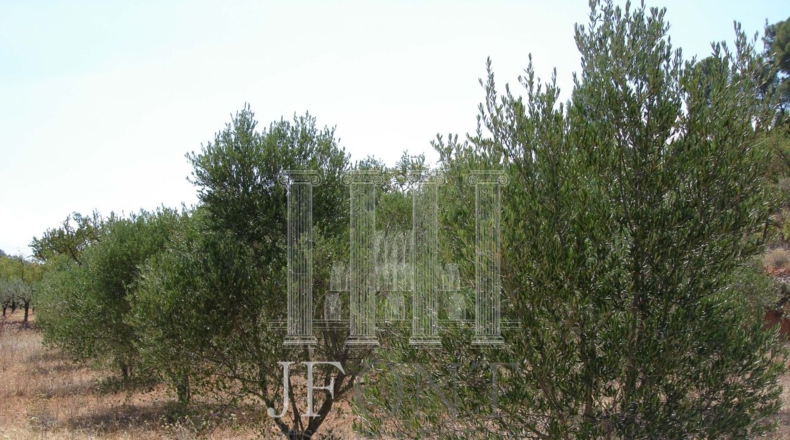 Tarragona - Tivissa - 21903m2