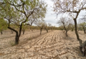 Finca rústica en venda a la España, Tivissa, ref.: TR322809 foto