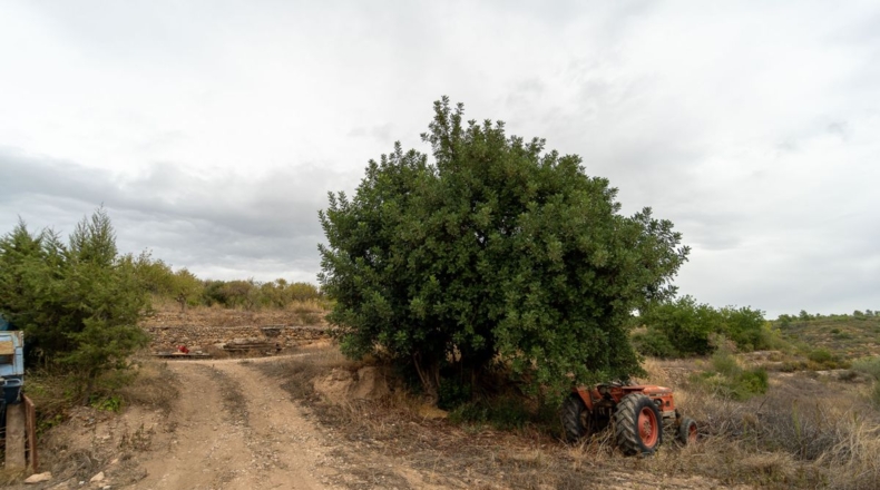 Tarragona - Tivissa - 77540m2