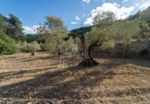 Non-developable land for sale on España, la Fatarella, ref: TR180925 photo