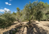 Non-developable land for sale on España, la Fatarella, ref: TR180925 photo