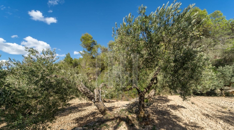 Tarragona - Ribarroja de Ebro - 10266m2