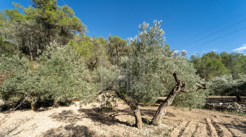 Tarragona - Ribarroja de Ebro - 10266m2