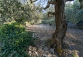 Non-developable land for sale on España, la Fatarella, ref: TR180925 photo