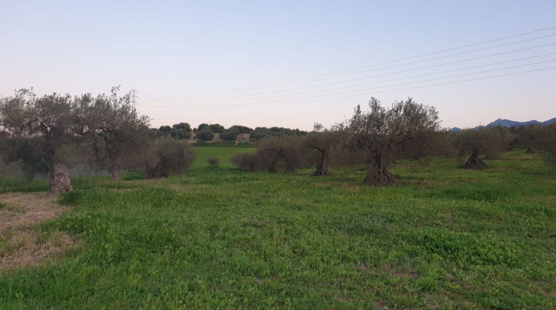 Malaga - Alhaurín el Grande - 12042m2