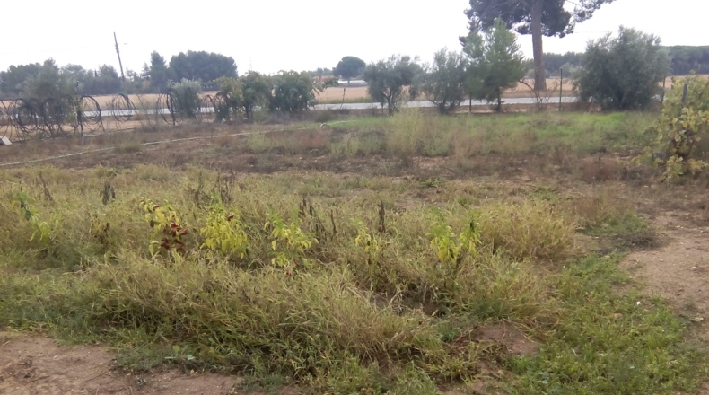 Albacete - Fuensanta - 300m2