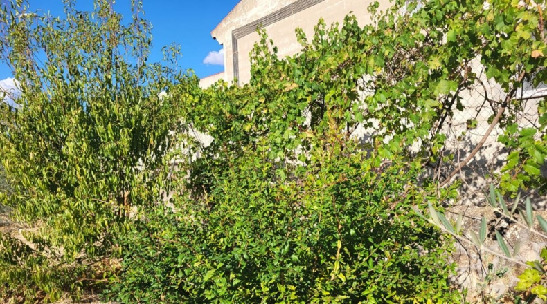 Cuenca - Sisante - 1350m2