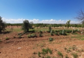 Rural estate for sale in Munera ref: TR284788 photo