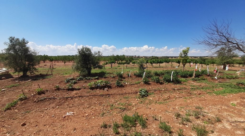 Albacete - Munera - 1400000m2