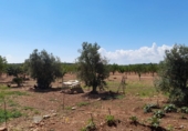 Rural estate for sale in Munera ref: TR284788 photo
