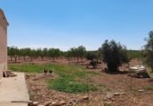Rural estate for sale in Munera ref: TR284788 photo