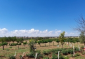 Rural estate for sale in Munera ref: TR284788 photo