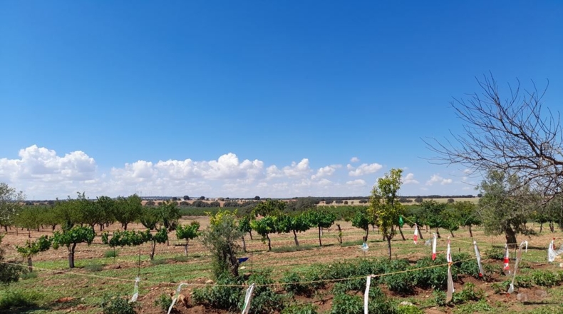 Albacete - Munera - 1400000m2