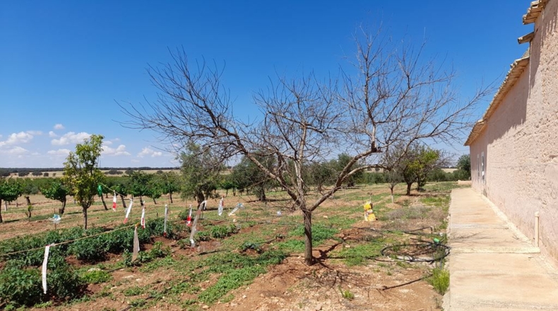 Albacete - Munera - 1400000m2