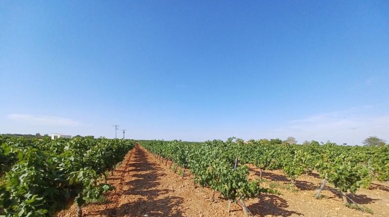 Albacete - La Roda - 27000m2