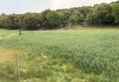 Finca rústica en venta en la España, Masegoso, ref: TR235065 foto