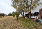 Detached villa with land for sale in La Roda ref: TR367083 photo