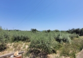 Rural estate for sale in Alcanar ref: TR44574 photo