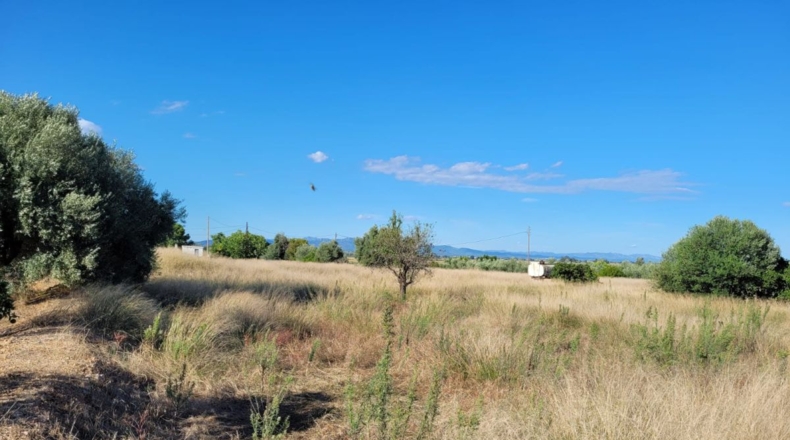 Tarragona - l'Eucaliptus - 4650m2