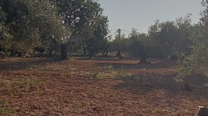 Tarragona - La Ràpita - 39500m2