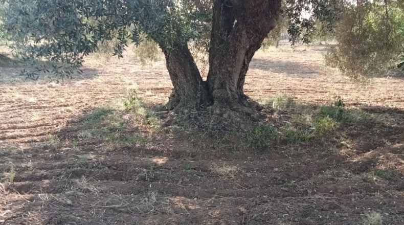 Tarragona - La Ràpita - 39500m2
