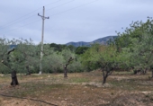 Rural estate for sale in Alcanar ref: TR180914 photo