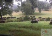 Xalet independent amb terreny en venda a Còrdova ref.: TR201550 foto
