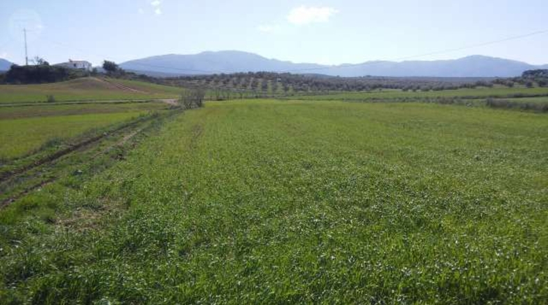 Málaga - Арчидона - 7000m2