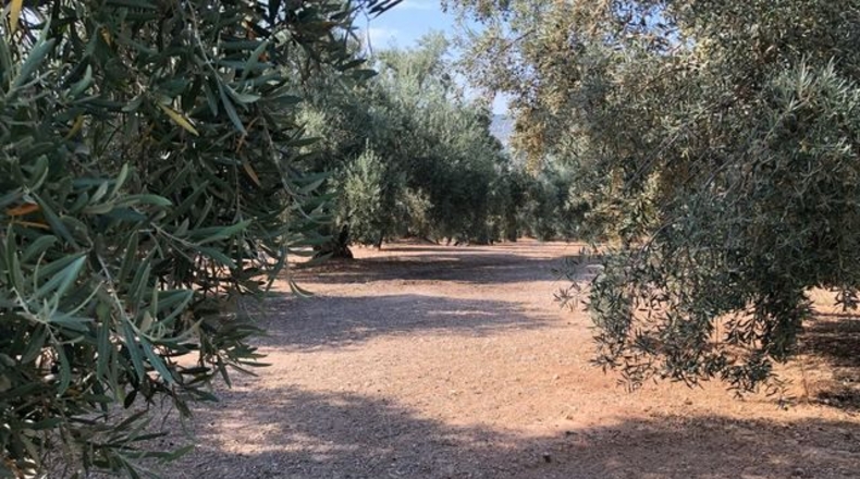 Malaga - Archidona - 53126m2