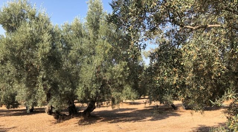 Malaga - Archidona - 53126m2