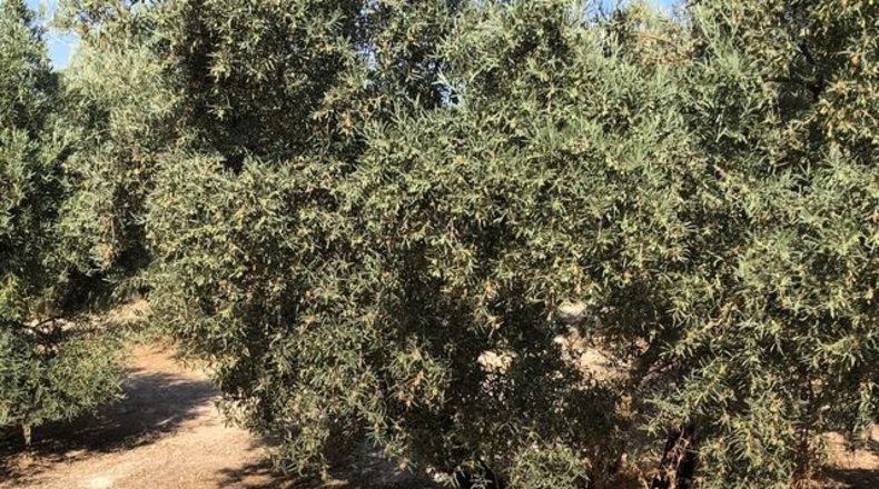 Malaga - Archidona - 53126m2