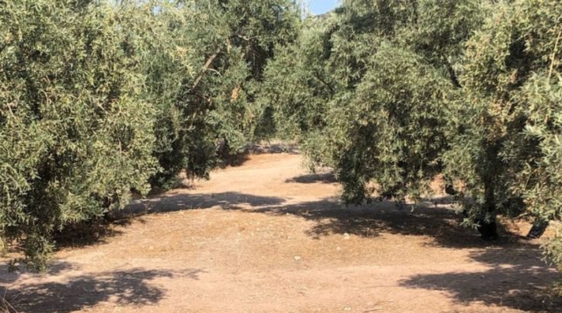 Malaga - Archidona - 53126m2
