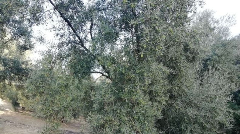 Malaga - Archidona - 120m2