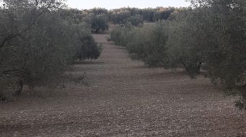Málaga - Archidona - 2m2