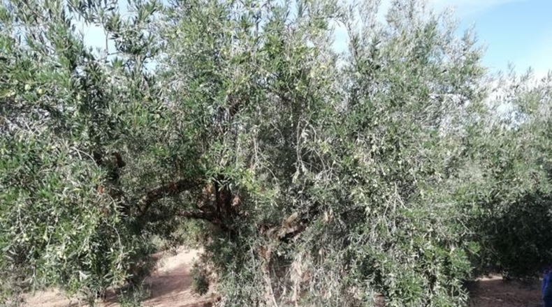 Málaga - Archidona - 7449m2