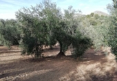 Finca rústica en venda a Archidona ref.: TR187304 foto