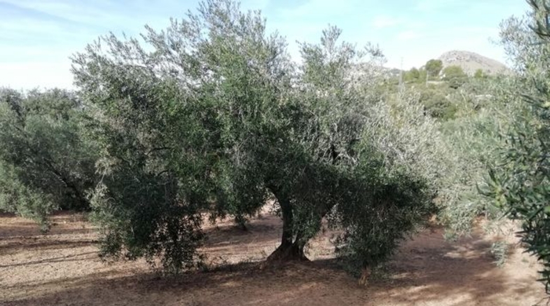 Málaga - Archidona - 7449m2