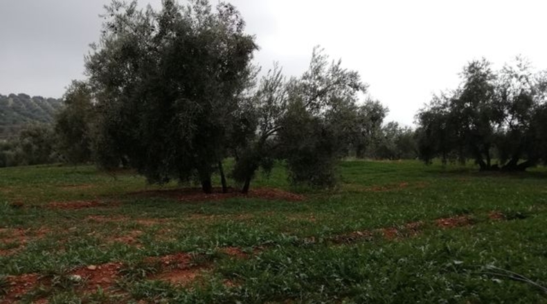 Malaga - Villanueva de Algaidas - 16099m2